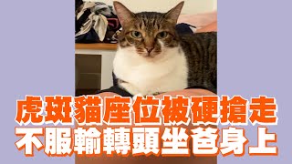 虎斑貓座位被硬搶走　不服輸轉頭坐爸身上😼｜精選影片｜寵物