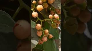 Lasoda Ka Plant|In Home 🏡