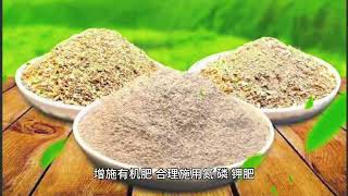 小麦全周期精细管理：从播种到丰收（第三期）小麦分蘖期综合管理