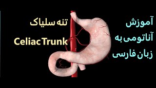 آموزش آناتومی فارسی - آئورت شکمی - تنه سلیاک (Celiac trunk)