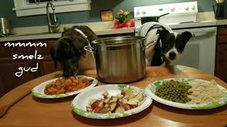 Doggos in the Kitchen