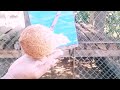 new method of water divining using coconut தேங்காய் நீர் ஊற்று மர்மம் இறுதி வரை பார்க்கவும் tamil