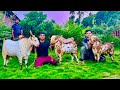 Barbari Andul Goats at Exotic Goat Farm Padgha