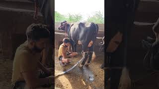 first timer hf cross milking #shreeharidairyfarm #livemilking