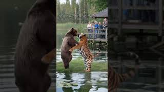 Bear and tiger fight😨 #tiger #bear #animals #wildlife #wildanimals #funny #shorts #nature