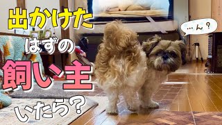 【シーズー】出かけたはずのママがいたら愛犬は気づく？最後おもしろNGシーンあり！