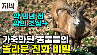 약 만년 전, 양의 조상 무플론은 어떻게 사람과 살게 되었을까? 야생동물이 가축이 되려면 갖춰야 할 조건 #자연 #EBS지식