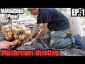 Matsutake (Pine) Mushrooms EP.1 (ON THE HUNT!) How to find them.