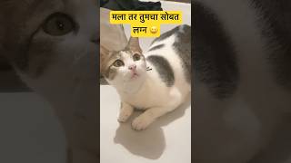 मला तर तुमचा #cat #funny #comedy #catlover #pets #shots #catcomedy #comedyshorts #marathidubbing #का