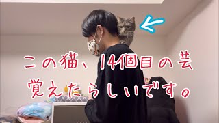 【短足マンチカン】14個芸を覚えた芸達者な猫がいるらしい。