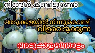 മഴയായാലും മിന്നലായാലും അടുക്കളയിൽ നിന്നും പച്ചക്കറി പറിക്കാം a1luckylifemedia