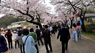 【北上展勝地さくらまつり🌸令和6年4月16日】ほぼ編集無し