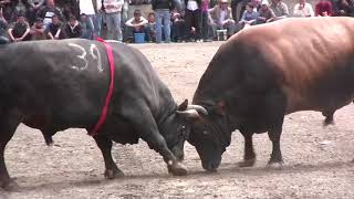 MİNATĞEVLİ - MARTİN / KORIDA BULLFIGHTING / BORBABIKOVA / CORRIDA DE TOROS / WRESTLING /