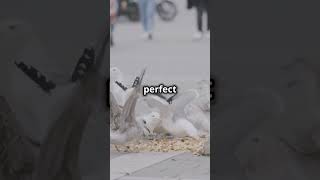 Why Seagulls Are the Sneakiest Thieves in Nature! 🕊️💥