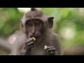 20 minutes de sérénité avec les singes en musique relaxante