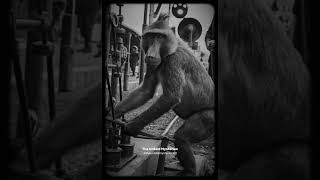 Jack the Baboon: The Flawless Railway Signalman #jack #baboon #jackthebaboon #monkey #jacksignalman