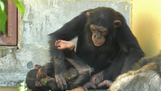 兄のニイニと弟のロジャー　京都市動物園　チンパンジー