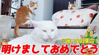 お正月に三毛猫家族全員が揃って一家団欒していました…♡[三毛猫家族の正月]