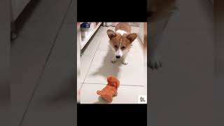 Funny Dogs | #shorts | Amazing Pets