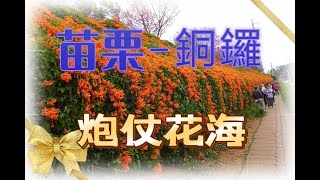 苗栗縣銅鑼鄉(Tongluo)賞炮杖花海(Flaming Trumpet)