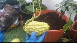 Shoker Bagan2020 কিভাবে Squash রুপন করবেন।How to grow squash In uk