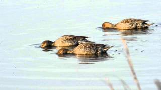 Northern Pintails Feeding Bombay Hook National Wildlife Refuge