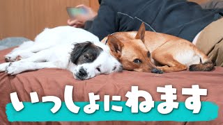 迎えて２ヶ月の保護犬と元野良の子が一緒に寝るようになりました。テオはいつも通り自由！