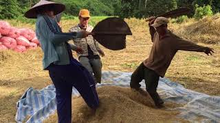 Sticky rice harvest at Yensabai Organic Farm