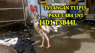 Seperti Ini Tulangan Tipis Menjadi Tebal