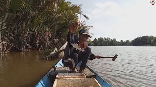 Put Tajur bait Belanak live in a river inhabited by many crocodiles