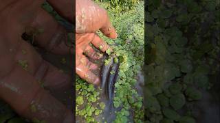 Really amazing mud fishing 03 #shorts