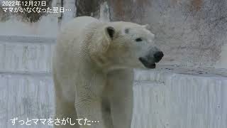 ずっと泣いていた…ずっとママを探していた…ひとりぼっちになったあの日から1か月がたちました🐻‍❄️💞ホウちゃん