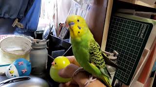 京阪 乗る人、おけいはん　と、言おうとしているセキセイインコ