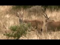 eland tarangire national park tanzania wildlife field watching 05