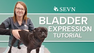 Bladder Expression for Dogs: A tutorial for Pet Parents