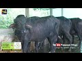 murrah farm in wayanad a r farm wayanad goat farming super napier farming buffalo farming