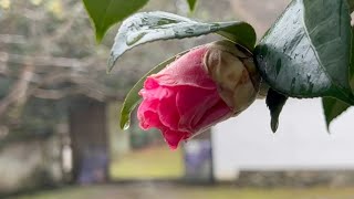 2023/02/07　蝋梅・紅梅・椿　如法寺の花風景　〜愛媛県大洲市〜