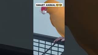 Very Smart Animal 😎 cut in camera 😁 #funnyanimals #funny #animals #funnymoments