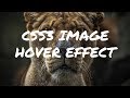 CSS3 Image Hover Effect tutorial | CSS3 Animation Snippets