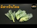 ประโยชน์ของผักแขนง branch vegetables กินผักเป็นยา