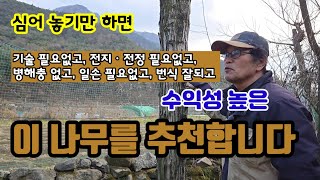 수익성 최고의 수종. 키우기 쉽고,10%의 일손, 번식율 짱, 실패 염려없는 이 나무를 심으세요~