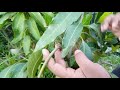 ১ বছরের কলম করা গাছে ধরবে আম প্রমান সহ how to graft a mango tree amader krishi