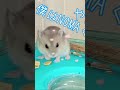 穴に…落ちる　かわいいハムスターnomaくん