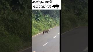 കാട്ടുപന്നി റോഡിൽ/Wild boar on the road😳😳🐖#boar #pig #dangerous #animals #trapping