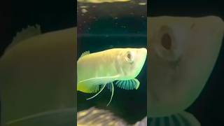 2 FEET SILVER AROWANA🔥😱#albino #big #bigfish #fish #fish tv #subscribetomychannel #shorts #aro