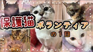 【保護猫シェルター】保護猫の命を繋ぐボランティアの1日大公開‼️/猫/保護猫/野良猫/捨て猫/多頭飼育