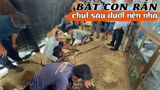 Giúp anh chủ nhà phá hết nền bê tông, bắt con Rắn chui sâu bên dưới | TGSB #819