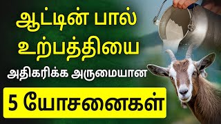 ஆடுகளின் பால் அதிகரிக்க அருமையான 5 யோசனைகள் | How to Increase Milk Production in Goats