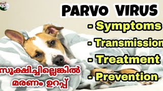 Parvo virus in dogs and puppies | malayalam | Symptoms | Treatment | Precautions | പാർവോ വൈറസ്