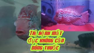 Cách trị bệnh nấm ,mắt đục, lồi mắt ở cá cảnh, cá la hán đơn giản hiệu quả ai cũng biết